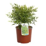 nandina domestica green compact 2 1