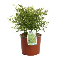 nandina domestica green compact 2 1