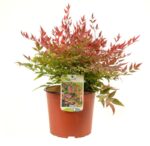 nandina domestica gulf stream 1