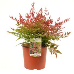 nandina domestica gulf stream 1