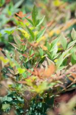 nandina domestica gulf stream 2 1