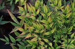 nandina domestica moonbay 1