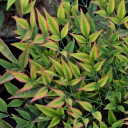 nandina domestica moonbay 1
