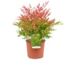 nandina domestica moonbay 2 1