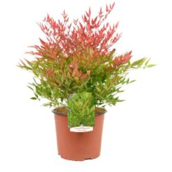 nandina domestica moonbay 2 1