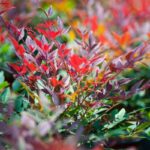 nandina domestica obsessed 1