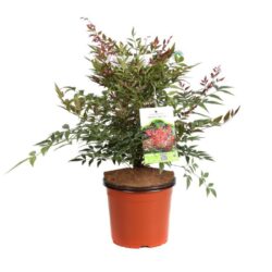 nandina domestica obsessed 2 1