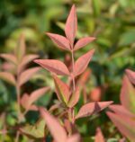 nandina domestica obsessed seika 1