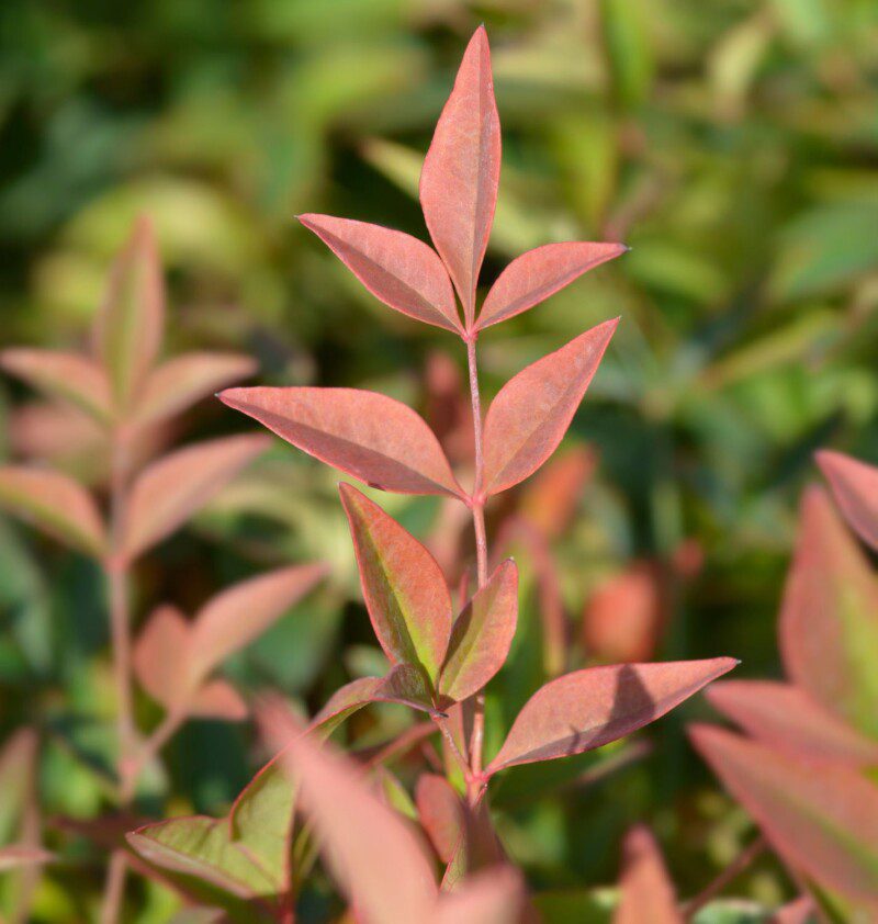 nandina domestica obsessed seika 1 nandina domestica obsessed seika 1