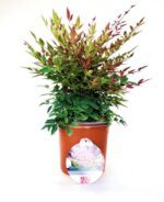 nandina domestica obsessed seika 2 1