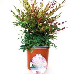nandina domestica obsessed seika 2 1