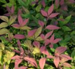 nandina domestica pink blush 1