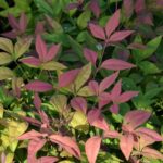 nandina domestica pink blush 1
