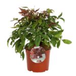 nandina domestica pink blush 2 1