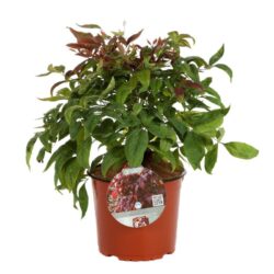 nandina domestica pink blush 2 1