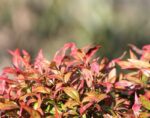 nandina domestica redlight 1