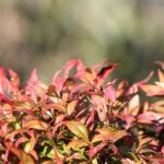 nandina domestica redlight 1