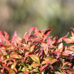 nandina domestica redlight 1