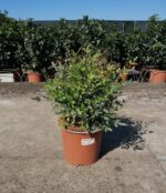 nandina domestica redlight 2 1