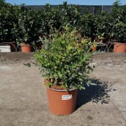 nandina domestica redlight 2 1