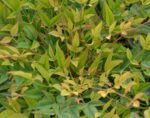 nandina domestica sunset buolevard 1