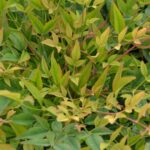 nandina domestica sunset buolevard 1