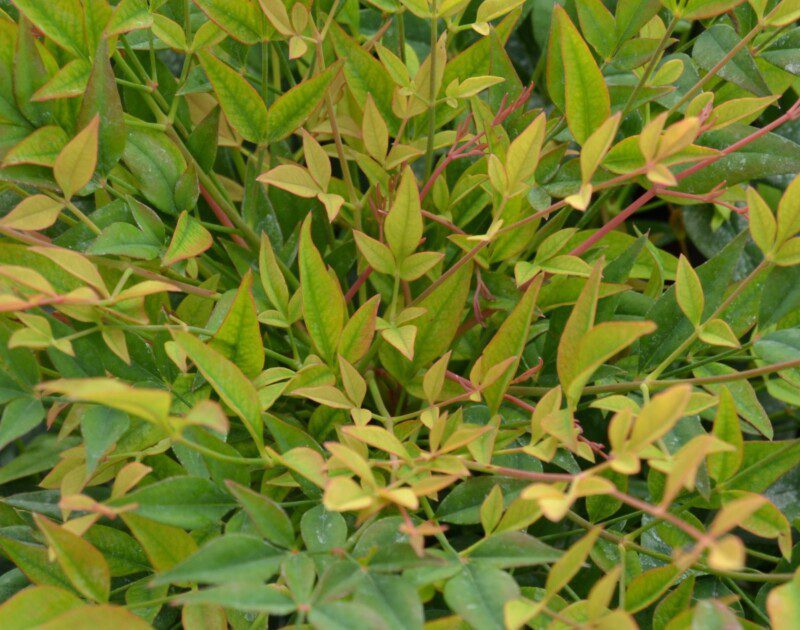 nandina domestica sunset buolevard 1 nandina domestica sunset buolevard 1