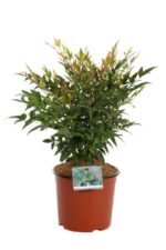 nandina domestica sunset buolevard 2 1