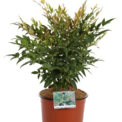nandina domestica sunset buolevard 2 1