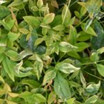 nandina domestica twilight 1