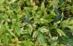 nandina domestica twilight 1