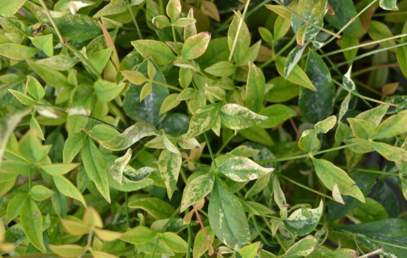 nandina domestica twilight 1 nandina domestica twilight 1