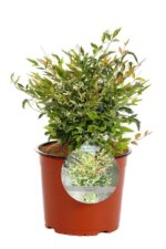 nandina domestica twilight 2 1