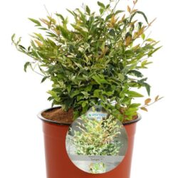 nandina domestica twilight 2 1