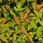 nandina domestica woods nandina nana 1