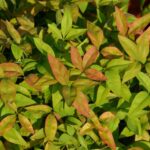 nandina domestica woods nandina nana 1