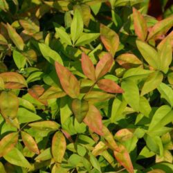 nandina domestica woods nandina nana 1