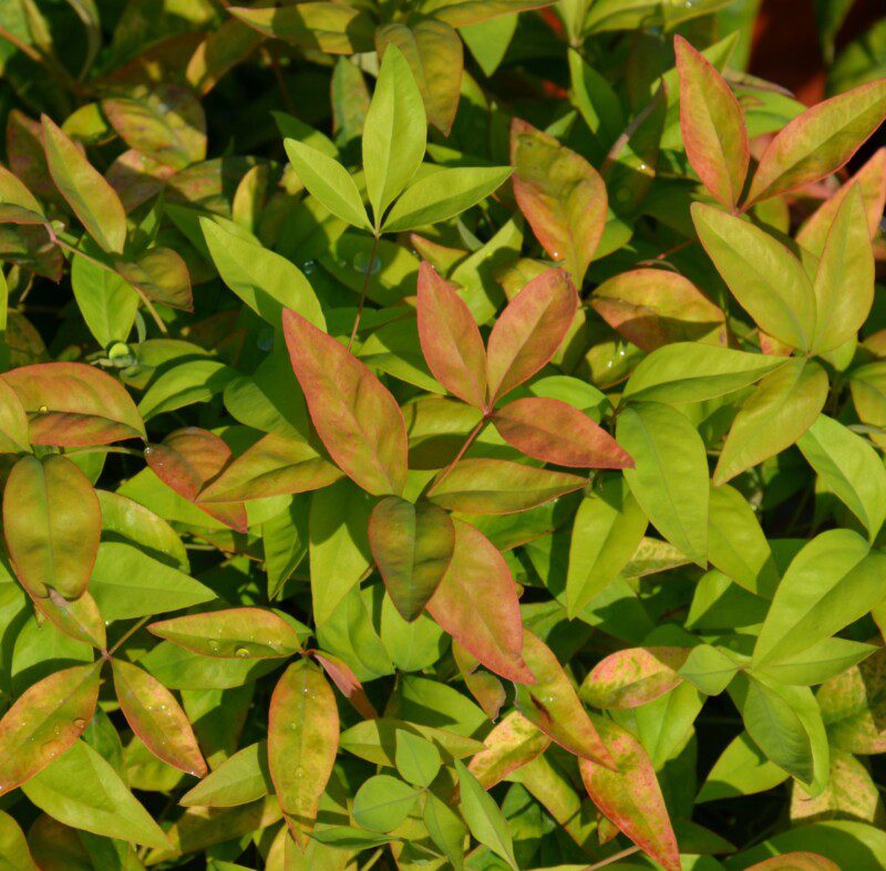 nandina domestica woods nandina nana 1 nandina domestica woods nandina nana 1