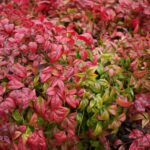 nandina pygmaea fire power nandina nana 1
