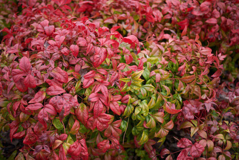 nandina pygmaea fire power nandina nana 1 nandina pygmaea fire power nandina nana 1