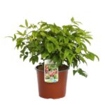 nandina pygmaea fire power nandina nana 2 1