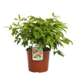 nandina pygmaea fire power nandina nana 2 1
