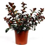 nematanthus