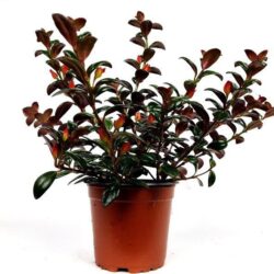 nematanthus