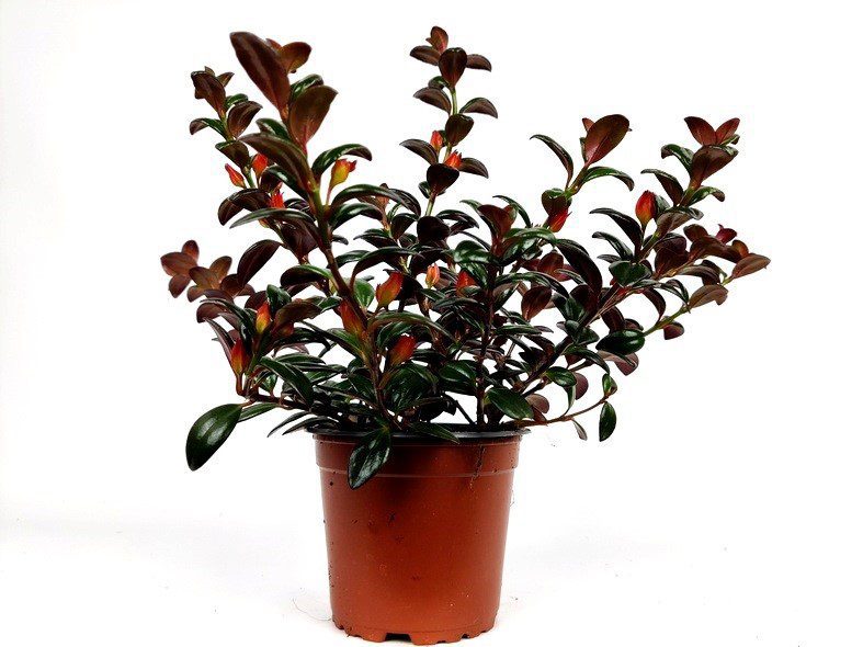 nematanthus nematanthus
