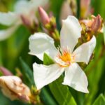 nerium oleander angiolo pucci oleandro 1