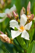 nerium oleander angiolo pucci oleandro 1