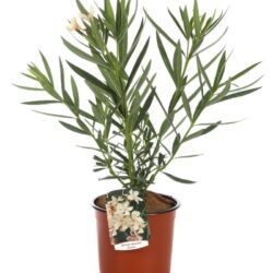 nerium oleander angiolo pucci oleandro 2 1