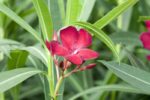 nerium oleander jannoch oleandro 1 1