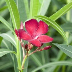 nerium oleander jannoch oleandro 1 1
